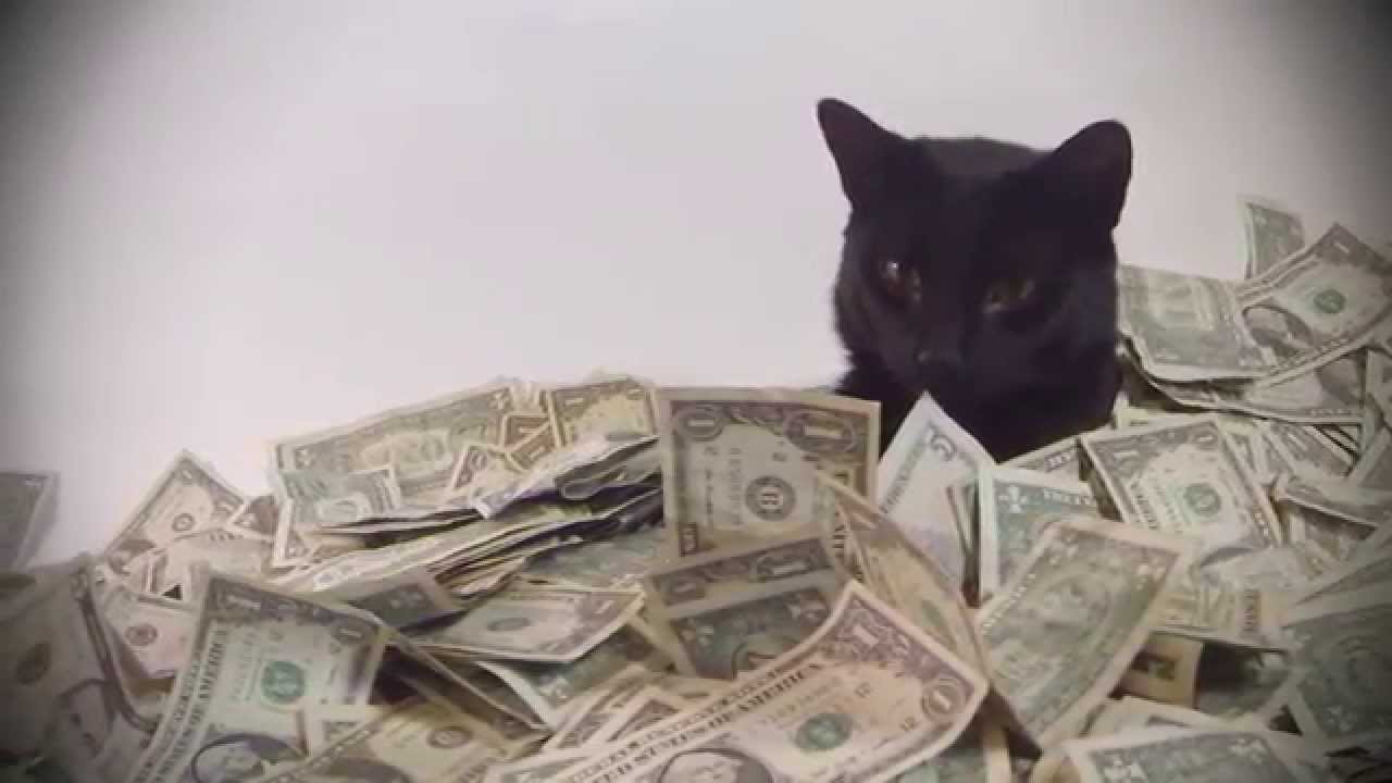 Cat sleeping on money