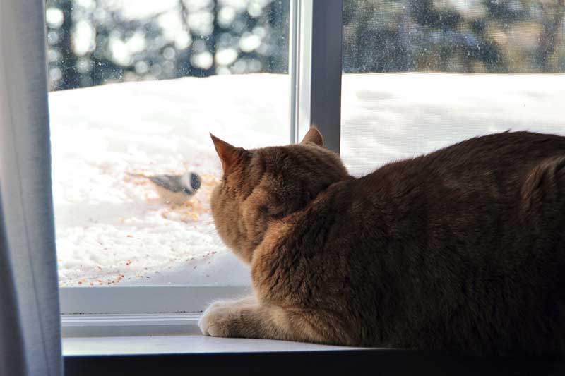 Cat trying to catch a bird