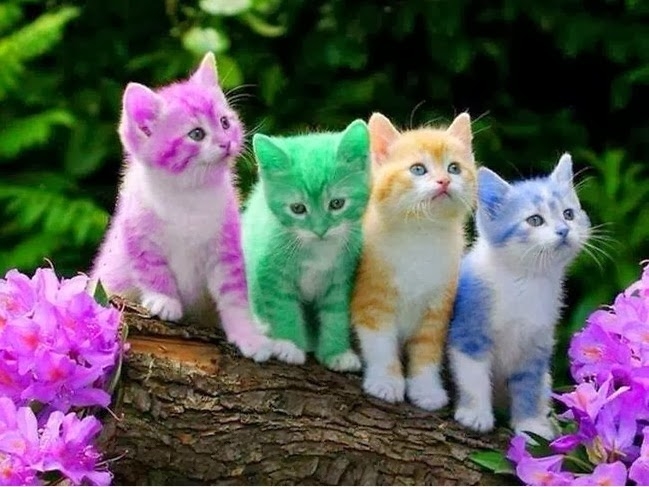 Cats of different colors green, violet...